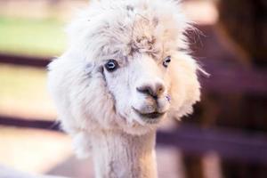 Portrait of a sweet white llama - alpaca photo