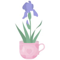 Blumen lila Iris in der Tasse png