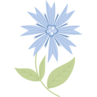 bleuet bleu des prés avec des feuilles png