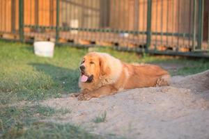 perro de raza mastin tibetano foto