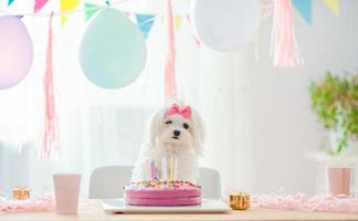 lindo perro con arco y pastel de cumpleaños foto