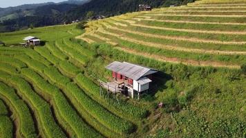 Luftbild von terrassierten Reisfeldern in Ban Pa Pong Piang video