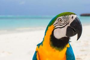 Cute bright colorful parrot on the white sand in the Maldives photo