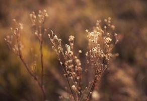 Scene with wild grass on a sun light photo