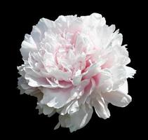 Floral background. Peony flower isolated on black photo