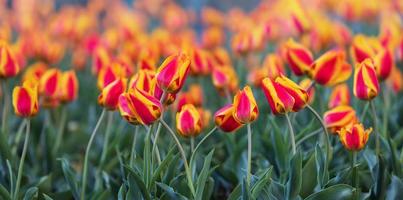 red yellow tulips background. photo