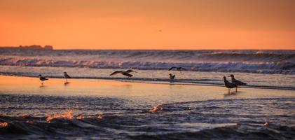 Birds early morning on the oceanfront photo