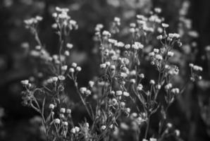 Scene with wild grass on a sun light photo