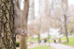 Squirrel on the tree in Central park, New York photo