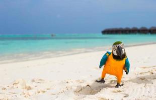 Funny bright colorful parrot on the white sand in the Maldives photo