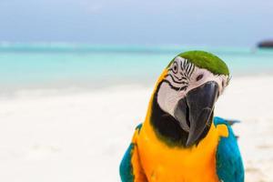 Cute bright colorful parrot on the white sand in the Maldives photo