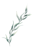 eucalyptus bladeren waterverf. png