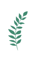 Leaf Line Art png