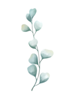 eucalyptus bladeren waterverf. png