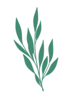 Leaf Line Art png