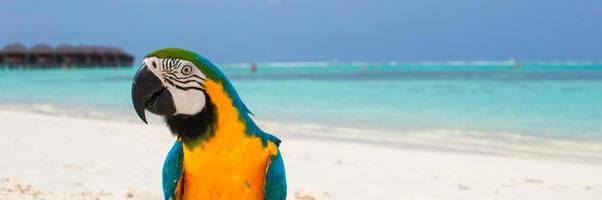 Cute bright colorful parrot on the white sand in the Maldives photo