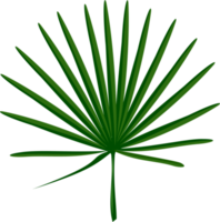 Tropical leaf with green color and veining in round shape png