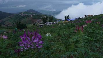 die wolken zogen über die berge, nebel bildete sich und breitete sich aus, phu thap berk, phetchabun, thailand. video