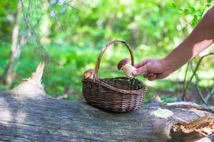 Wicker basket full of mushrooms in a forest photo