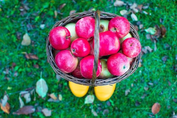 Straw basket with red apples on yellow rubber boots at the grass