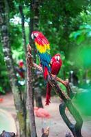 Two colorful bright red parrots Ara at tropical island photo