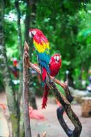 Two colorful bright red parrots Ara at tropical island photo