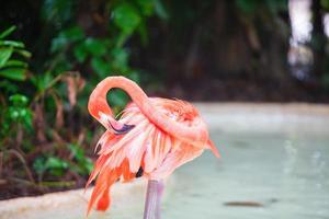 flamencos rosados del caribe en el agua foto