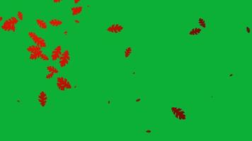 Autumn leaf falling animation in green screen. Looped video with autumn leaf