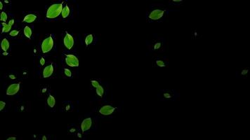 grön blad faller i transparent bakgrund. slinga och alfa video med blad