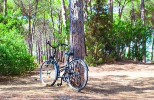 bicicleta cerca de un árbol en el bosque de verano foto