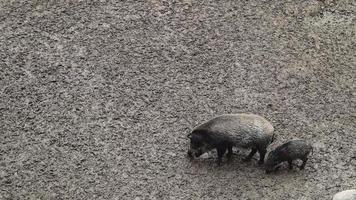 dois porcos selvagens cavam na lama em busca de comida e se alimentam na floresta. um mamífero não ruminante artodáctilo onívoro do gênero javali de tamanho médio, caminhando ao longo de um campo sujo. video