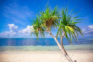 Little tropical coconut palm tree in desert island photo