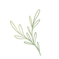 Watercolor elegant branch. Green Outline leaves for wedding, holidays, invitation, greeting card decoration png