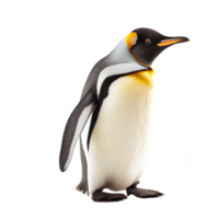 pingüino sobre un fondo transparente png