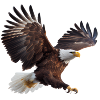 águila calva americana png