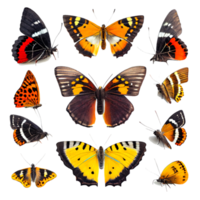 Many types of butterflies, colorful, transparent background png