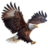 american bald eagle with clipping  path png