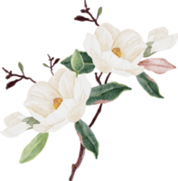 ramo de flores y hojas de magnolia blanca acuarela clipart png