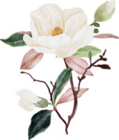 vattenfärg vit magnolia blomma och blad bukett ClipArt png