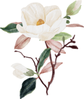 flor de magnólia branca aquarela e buquê de folhas clipart png