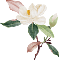 vattenfärg vit magnolia blomma och blad bukett ClipArt png