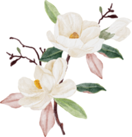 Aquarell weiße Magnolienblüte und Blattstrauß Clipart png