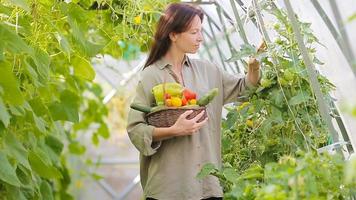 giovane donna con cesto di verde e verdure in serra. tempo di raccolta. video