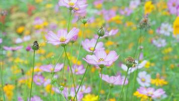 Felder mit farbenfrohen Kosmosblumen, die wunderschön blühen. video