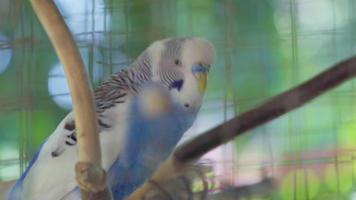 A Parakeets or budgies stands and chirps on a branch in a cage. video