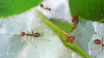 Rote Ameisen patrouillieren auf dem Nest. selektiver Fokus video