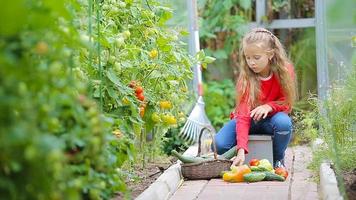 Adorable little girl gathering crop of cucumbers, pepers and tomatoes in greenhouse. video