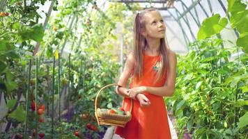 Adorable little girl gathering crop of cucumbers, pepers and tomatoes in greenhouse. video