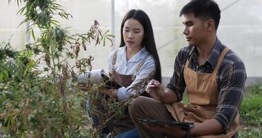 tir à la main, un jeune homme et une femme anxieux inspectent la plante de cannabis pour détecter les dommages dans la tente de plantation, les symptômes de brûlure et de flétrissement des feuilles, trouvent des solutions au problème de la tablette pour la croissance video