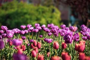 Blooming tulips spring background photo